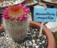 /album/cactaceae-m-z/mammillaria-magnifica-1-jpg/